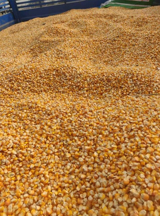 Broken CORN