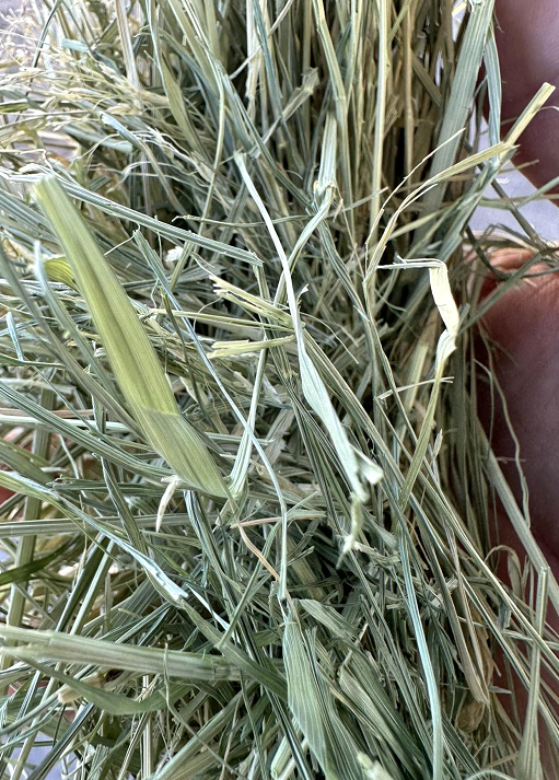 Teff Hay