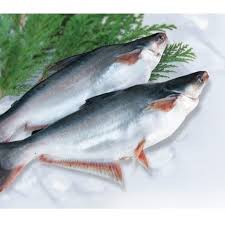 Frozen fish skin