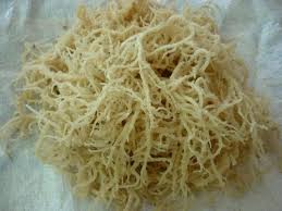 Spinosum Seaweed