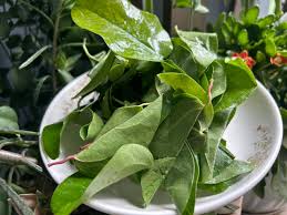 Ginseng Dew Leaves