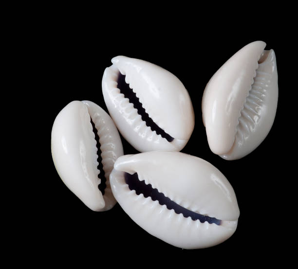 Cowrie Shell